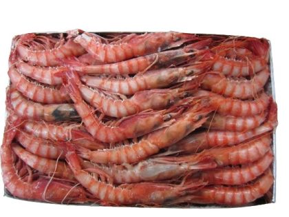 Gamba Alistada Roja Congelada