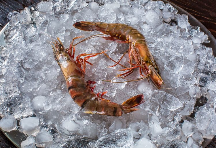 Argentine Red Shrimp: Processing and Distribution challenges in the Global Market