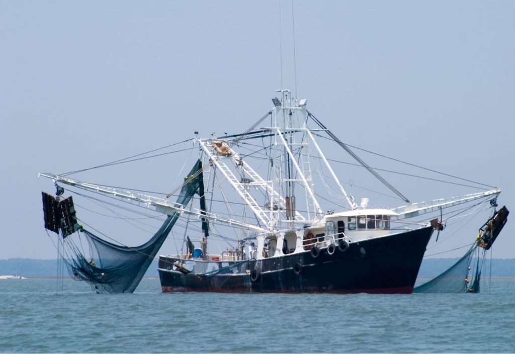 Todo lo que debes saber sobre la pesca salvaje frente a la acuicultura