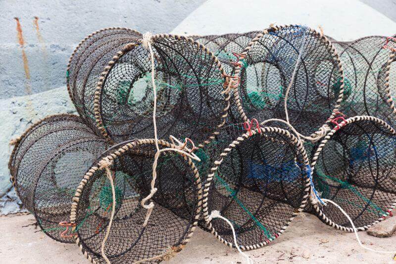 Las características principales del marisco sostenible en la industria pesquera