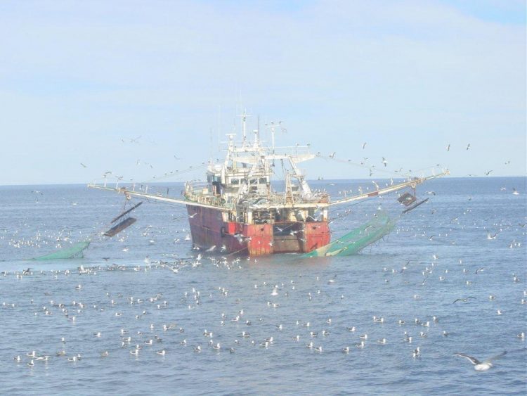 Shrimp Season: Catches Time, Availability and Industry Impact