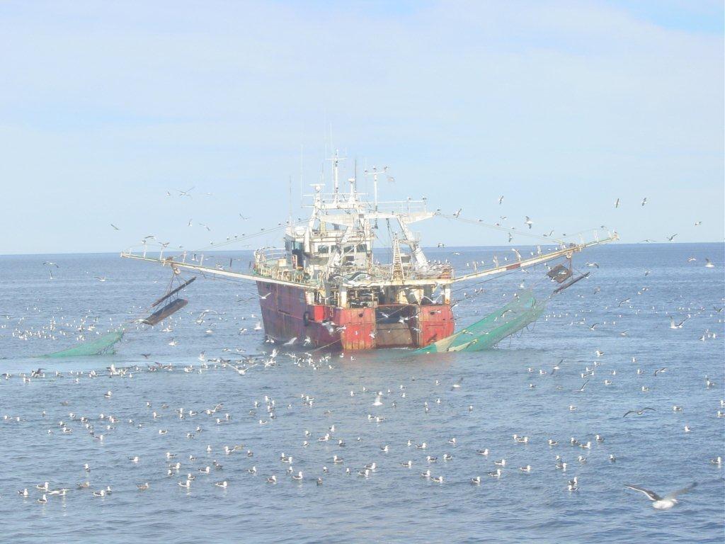 Conoce la temporada de langostinos como el gambón argentino