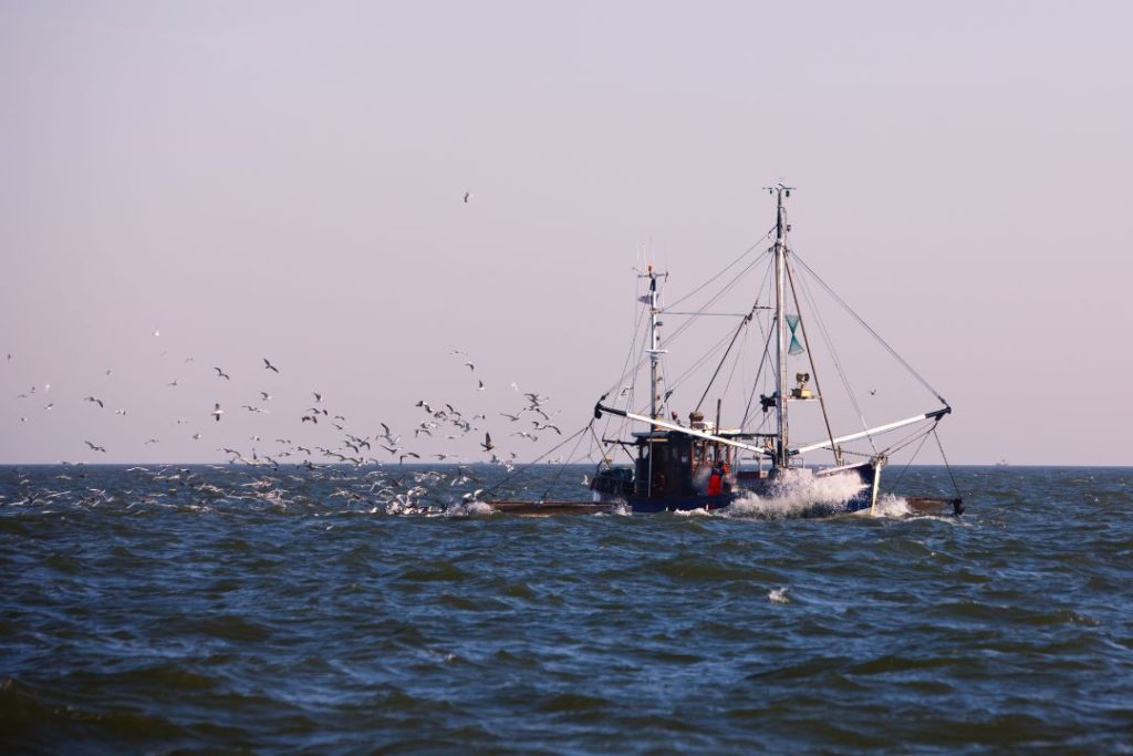 Learn all about the fishing regulations for Argentine shrimp