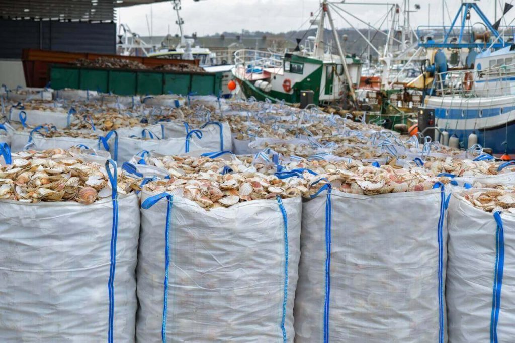 Toda la información sobre la exportación de marisco: principales países