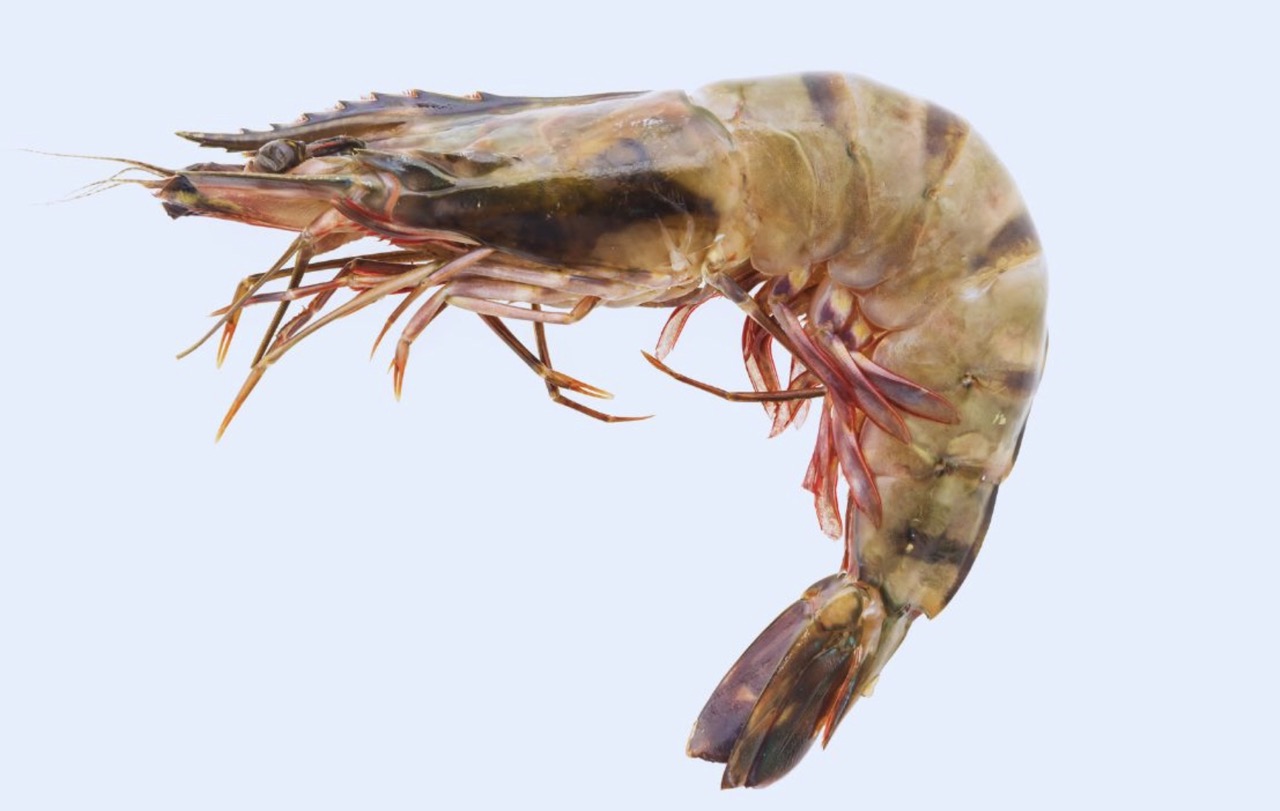langostino tigre